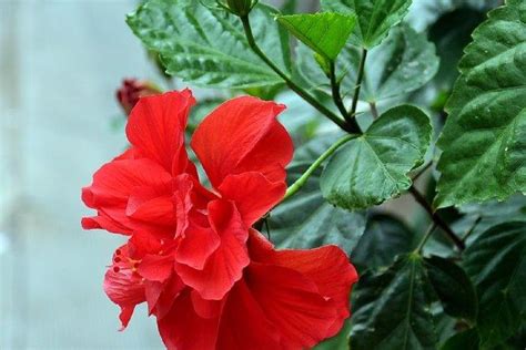 扶桑花葉子|扶桑花這樣養，「綠油油」的葉子，「紅火火」的花